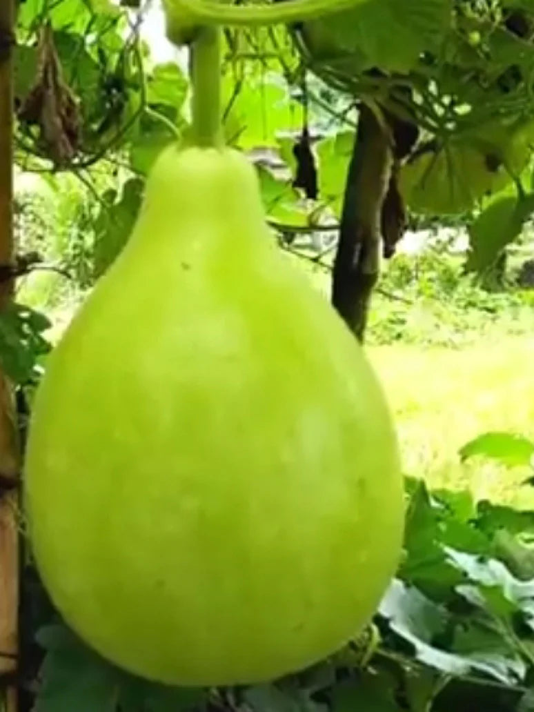 Bottle gourd - Kadu Round