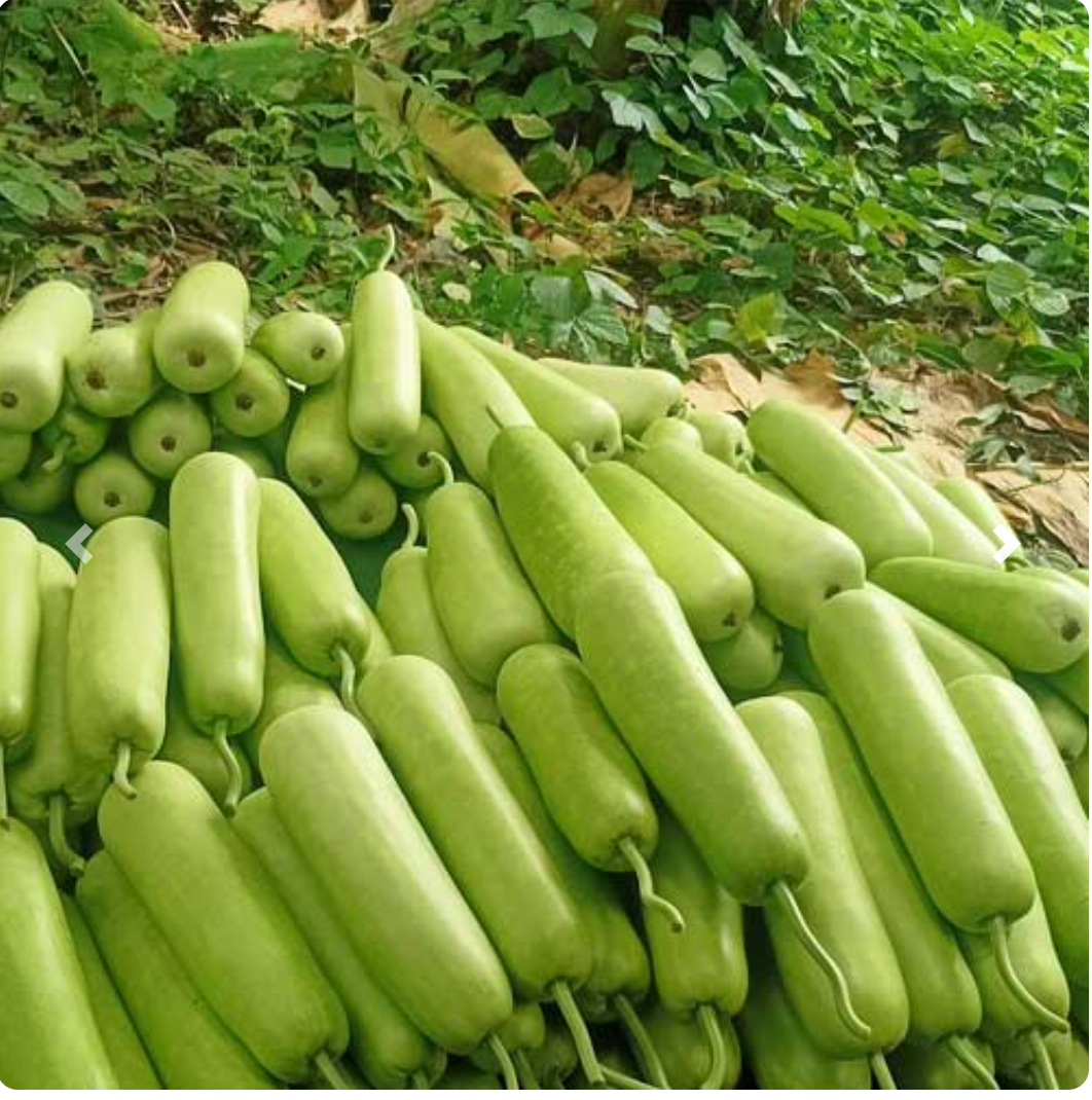 Bottle Gourd - Kadu Small