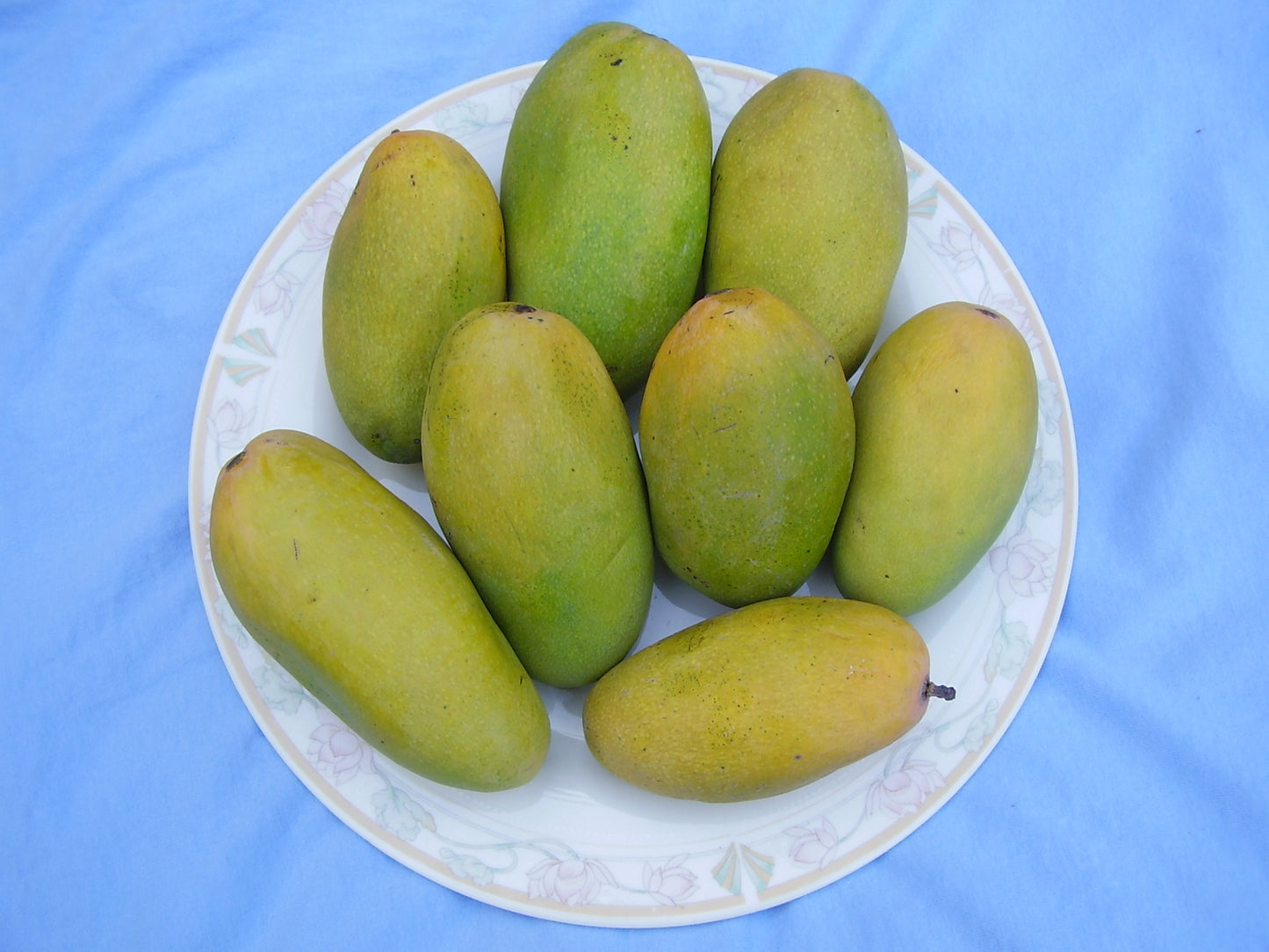 Mango Dasheri