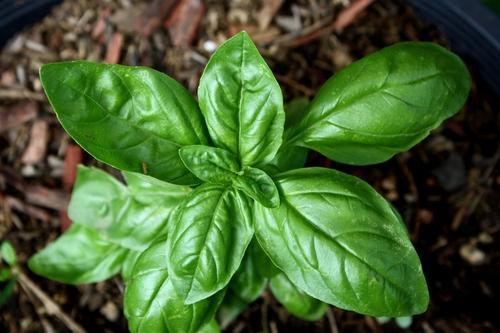 Italian Sweet Basil (20 g)