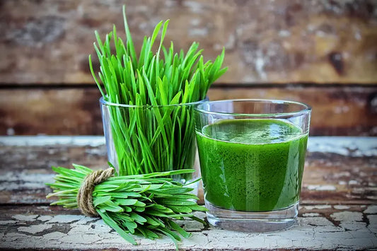 Wheatgrass [5 inch] - 20 g