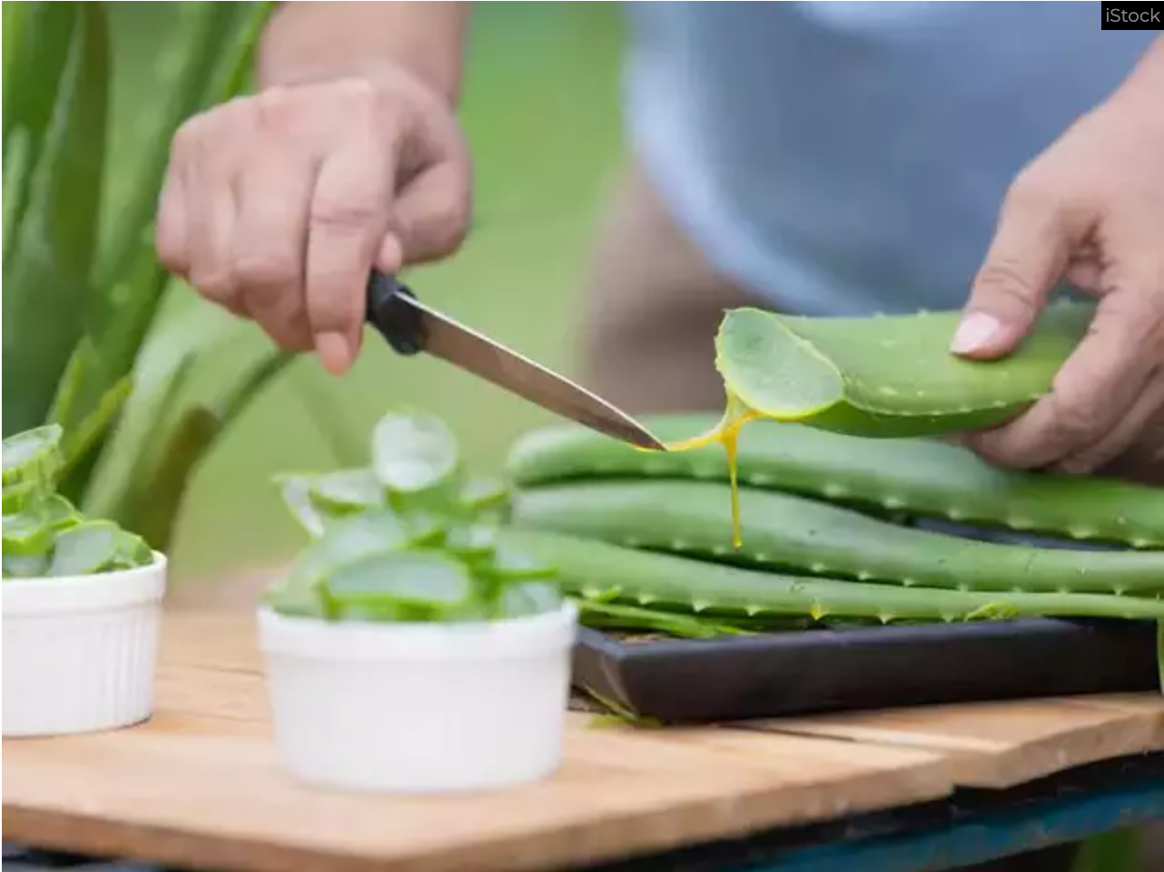 Aloe Vera