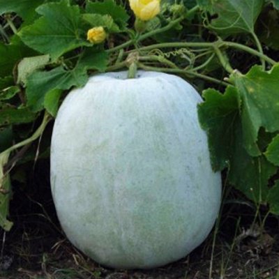 Ash Gourd (1 Kg)