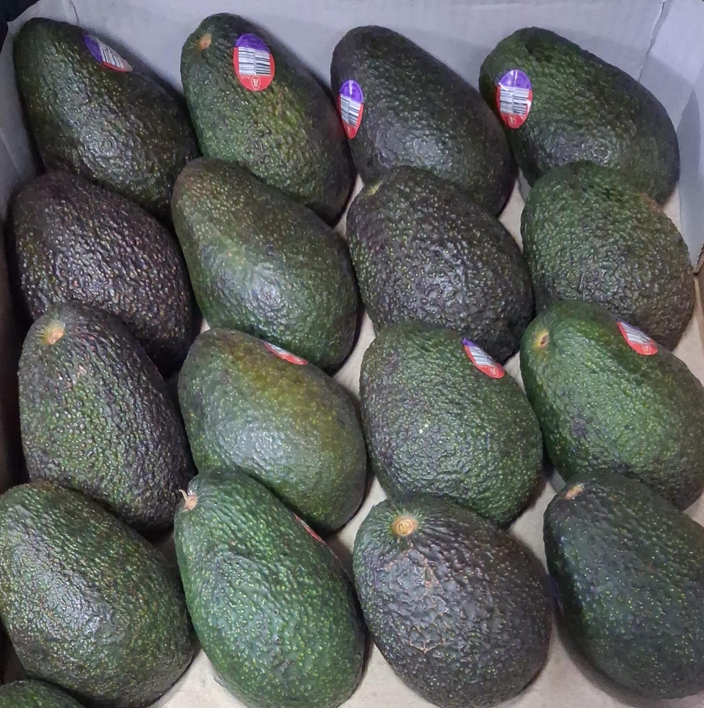 Avacado [Imported] Per Piece