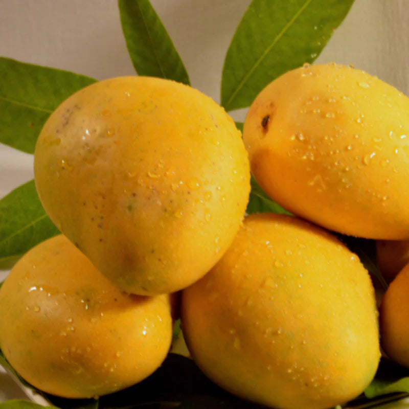 Mango - Benishan (Kg)