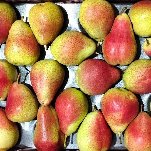 Pear - Red Beauty (500 g)