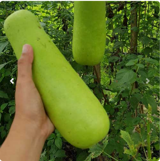 Bottle Gourd - Kadu Small