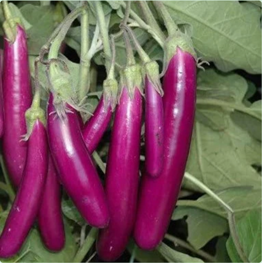 Brinjal - Long Purple (500 g)