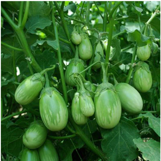 Brinjal - Round Green Small (500 g)