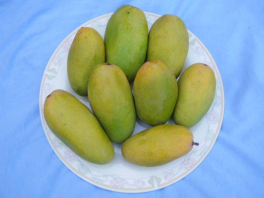Mango Dasheri