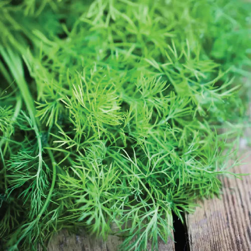 Dill leaves (Soya Kura) (100 g)