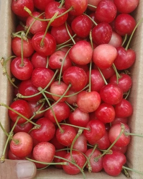 Fresh Cherry [Mishri] (500 g)