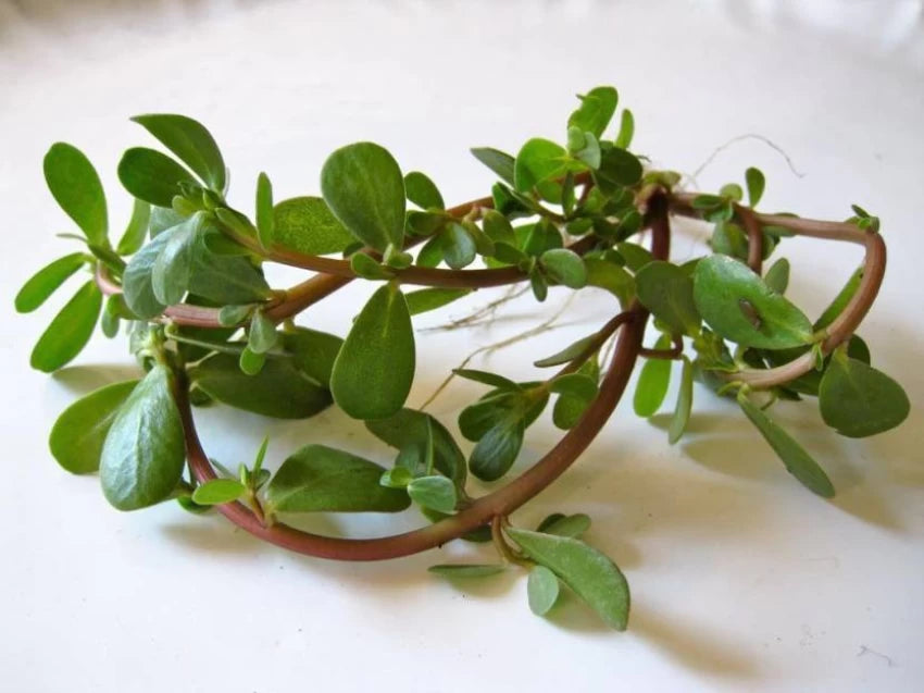 Gangabavi, Kulfa, Purslane (100 g)