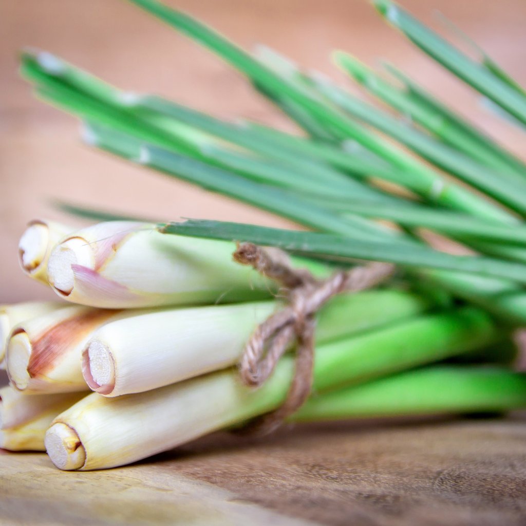 Lemon Grass [100 g]