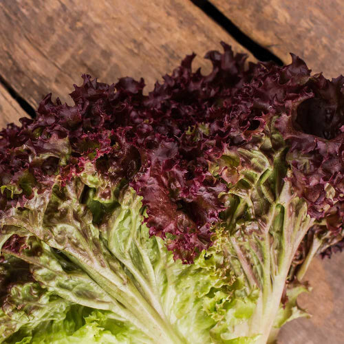 Lettuce - Lollo Rosso [Red] (100 g)