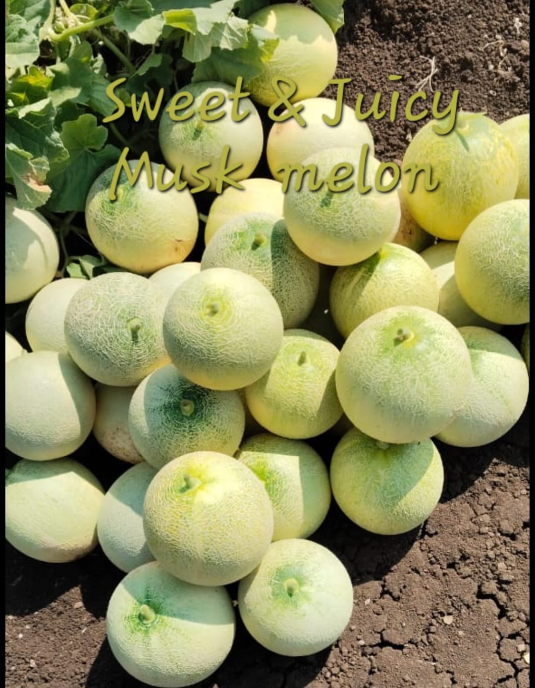 Musk Melon [Bobby] (Ordered by Piece, Charged by Weight approximate weight 450 - 550 g / per piece)