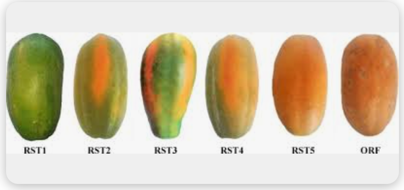 Papaya [Ripe] - Organic (Per 250g Pack)