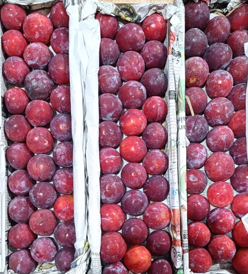 Fresh Plum [Kashmir] (500 g)