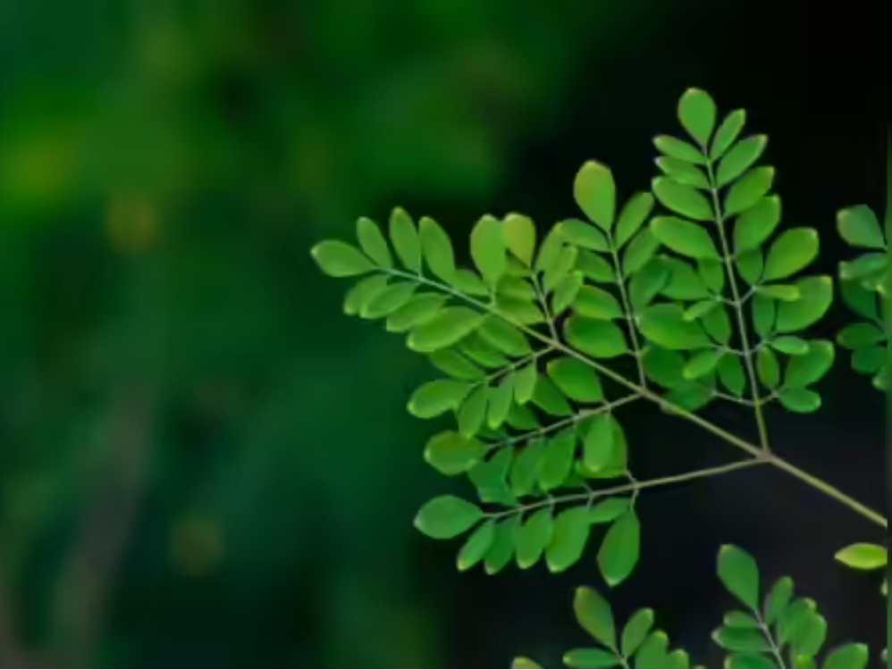 Moringa Leaves [100 g]