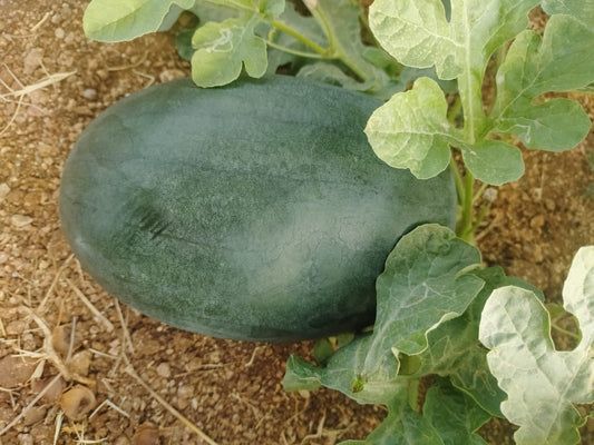 Watermelon - Dark Green (Kg)